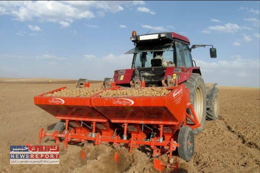 کشت سیب زمینی در بیضا آغاز شد