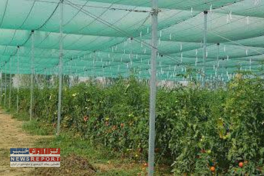 مشارکت مردم و حمایت جهاد کشاورزی برای توسعه گلخانه های فارس