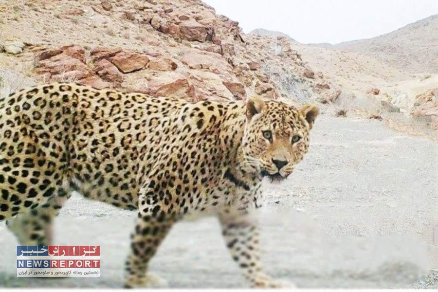 یک قلاده پلنگ در لامرد مشاهده شد