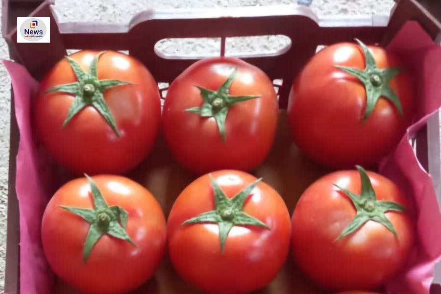 میزان صادرات گوجه فرنگی گلخانه‌ای زرین دشت به بیش از ۷٠٠ تن رسید