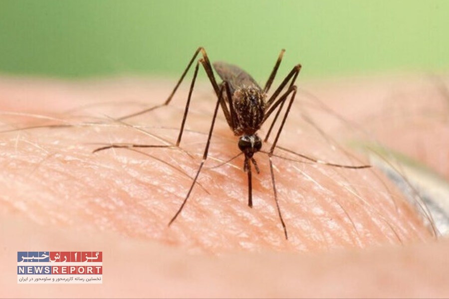 ثبت و شناسایی اولین مورد پشه آئدس در شهر وراوی شهرستان مهر