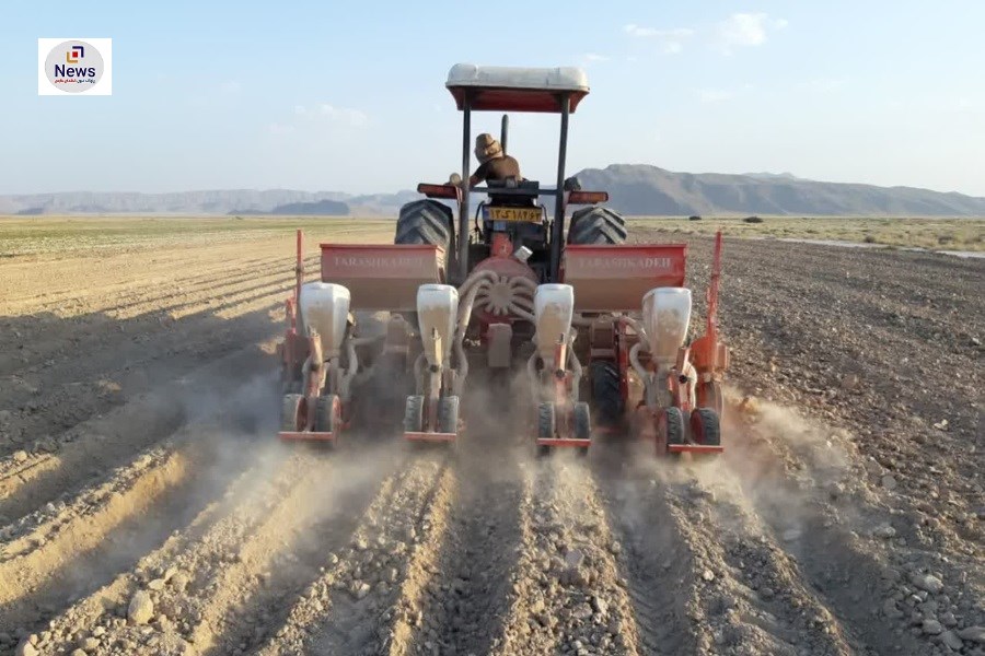 کشت طلای سفید در زرین‌دشت آغاز شد