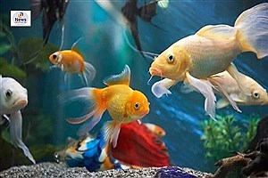 تشکیل تعاونی روستایی ماهیان زینتی