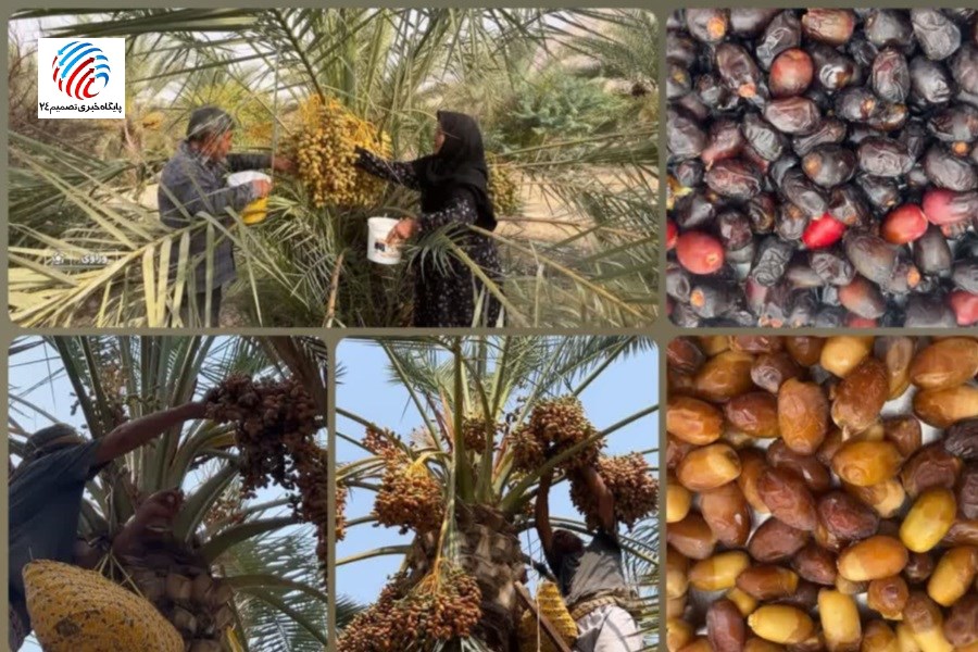 آغاز برداشت خارک و رطب نوبرانه استان فارس از نخلستان‌های وراوی